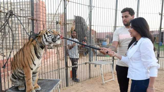 في عشق «النمور» أشرف الحلو يكمل المسيرة.. استعراض وتربية