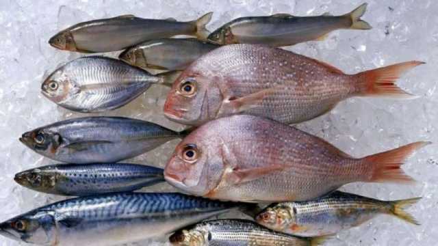 تراجع أسعار السمك اليوم الأربعاء 29-11-2023 في الأسواق