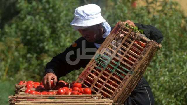 تراجع أسعار الطماطم اليوم في الأسواق.. كم يبلغ سعر الكيلو؟
