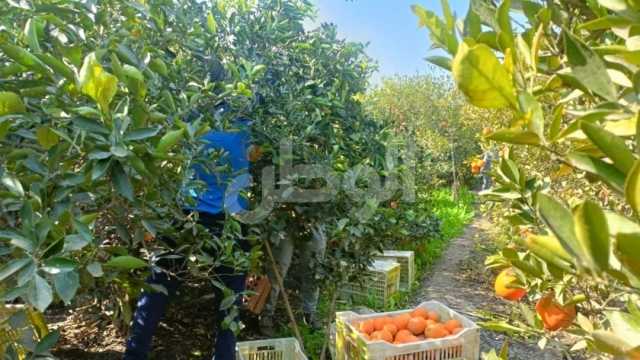 لجنة الموالح: مصر رقم واحد عالميا في إنتاج البرتقال