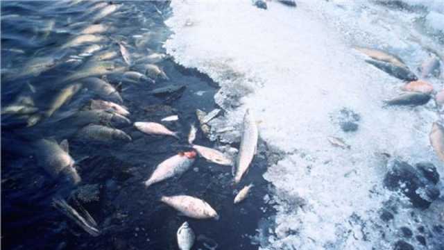 دراسة: هل تتقلص أعداد الأسماك بسبب موجات الحر في أنحاء العالم؟