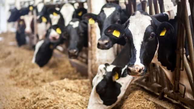 «بيطري كفرالشيخ»: لدينا سلالات جديدة من الأبقار تنتج 25 كيلو ألبان يوميا