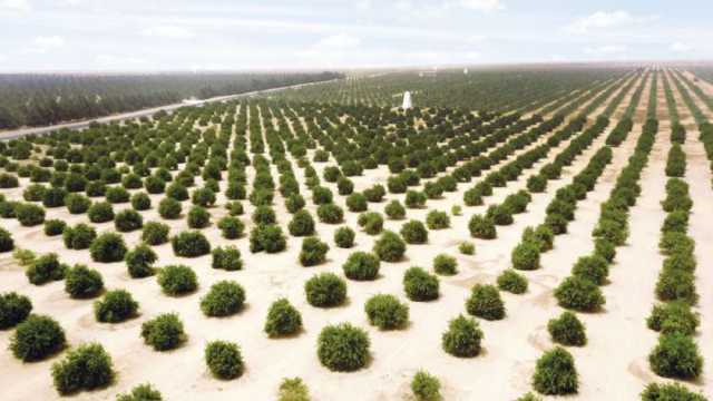 «بحوث الصحراء» يكشف مشروعا عملاقا في سيناء لزراعة نصف مليون فدان