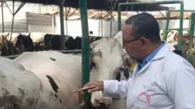 «بيطري الشرقية»: فحص 3558 رأس ماشية ضد مرض البروسيلا
