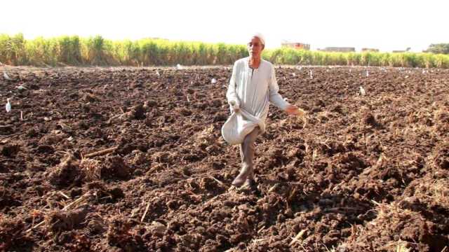 «الزراعة» تحذر من تأخير زراعة القمح في توشكى: يؤثر سلبا على المحصول