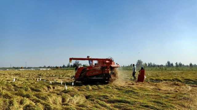 وكيل زراعة كفر الشيخ: حصاد 130 ألف فدان ذرة وأرز.. وتوفير تقاوي عالية الإنتاج