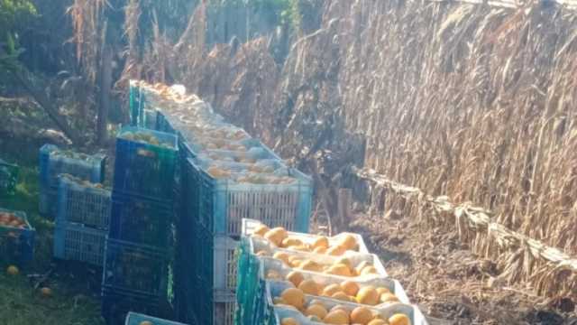 صادرات مصر الزراعية تسجل 1.5 مليار دولار خلال 3 أشهر.. البطاطس تتصدر