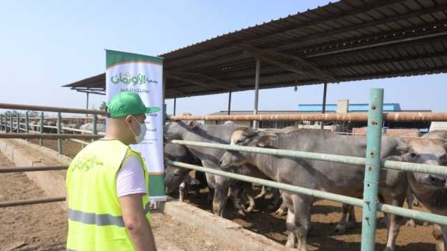«تضامن أسوان» توزع اللحوم على الأسر الأكثر احتاجيا بـ 8 قرى
