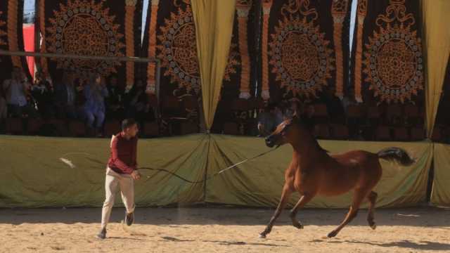 انطلاق مهرجان أدب وجمال الخيول العربية في الدقهلية