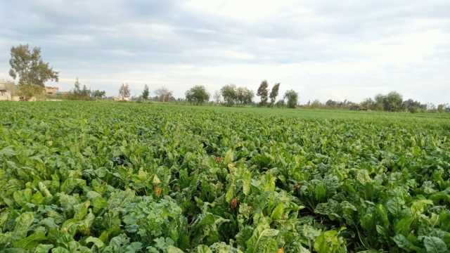 «زراعة كفر الشيخ»: حصاد العروة الأولى لمحصول البنجر بعد 60 يوما