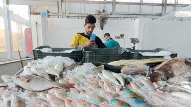 أسعار السمك اليوم الخميس 14-9-2023 في الأسواق.. البلطي بـ78 جنيها