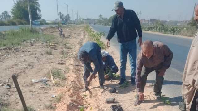 زراعة 200 شجرة في الطرق الرئيسية والشوارع بمركزي سمالوط وبني مزار