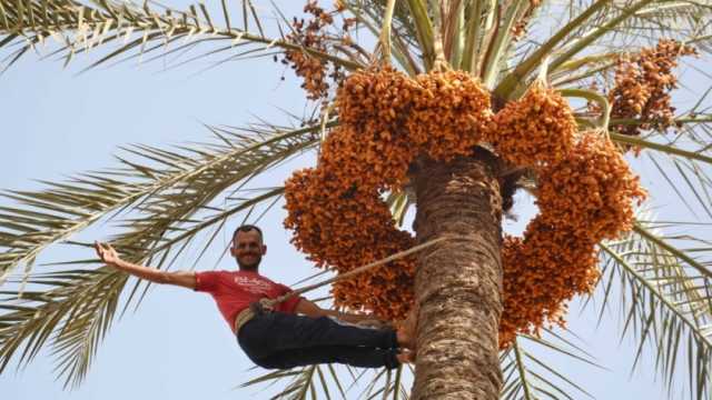 «يا جريد النخل العالي».. حصاد البلح يبهج مزارعي «الدقهلية» عزوة ورزق