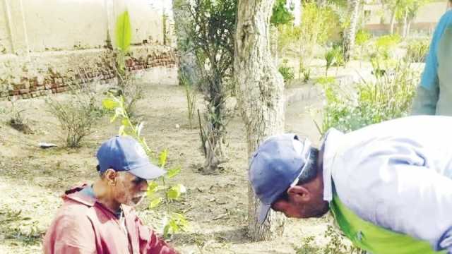 زراعة 1000 شجرة موالح وزيتون بالطرق العامة بطهطا في سوهاج