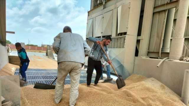 «تموين الإسكندرية»: تذليل أي عقبات أمام توريد القمح إلى الصوامع وصرف المستحقات
