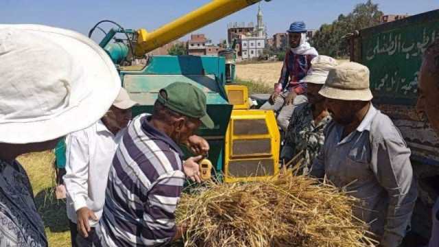 لترشيد استخدام المياه.. تنظيم يوم حقل إرشادي لحصاد الأرز في أسيوط