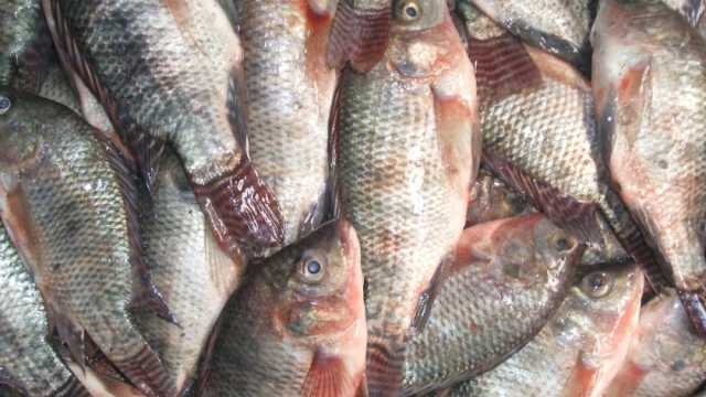 تراجع أسعار الأسماك في الأسواق المحلية اليوم السبت.. «البلطي بكام؟»
