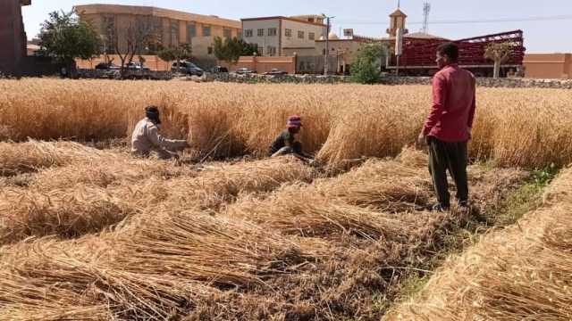 قنا تحصد المركز الأول في تحسين القمح.. إنتاجية الفدان تصل إلى 30 أردبا