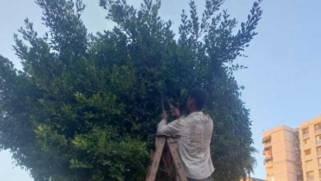حملات مكبرة لتقليم الأشجار والنخيل في حدائق الضواحي ببورسعيد