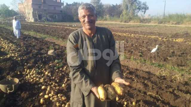 دراسة لتنفيذ منافذ ثابتة ومتحركة لبيع البطاطس في المحافظات