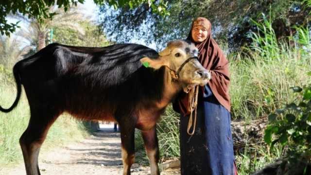 «الزراعة»: علاج وفحص أكثر من 6500 رأس ماشية لصغار المربين في دمياط بالمجان