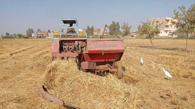 «زراعة كفر الشيخ»: كبس 142 ألف فدان من قش الأرز