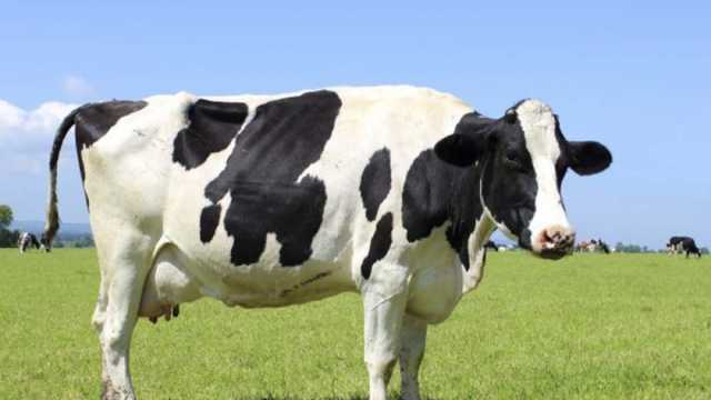 «بيطري كفر الشيخ»: التدفئة تزيد من إنتاجية ألبان الماشية في فصل الشتاء