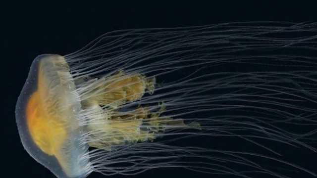قنديل البحر.. أقدم الكائنات البحرية وأكثرها تنوعا