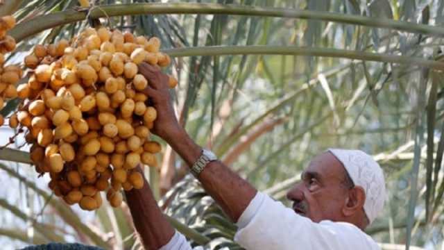 قرية بهريف بأسوان.. موطن لـ300 ألف نخلة ومركز لإنتاج التمور (صور)