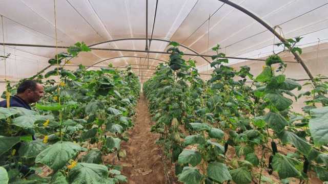نقيب الفلاحين: الصوب الزراعية تزيد إنتاج المساحة المزروعة خمس أضعاف