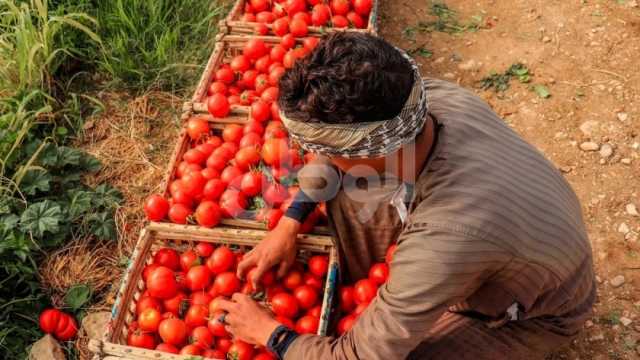 شعبة «الخضار»: انخفاض كبير في أسعار الطماطم والبصل قريبا