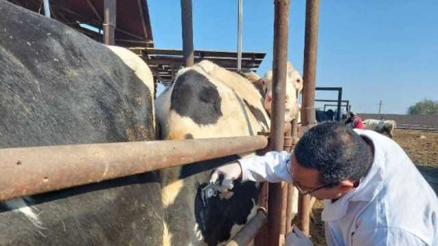 «بيطري الشرقية»: فحص 4 آلاف رأس ماشية ضد البروسيلا والسل البقري