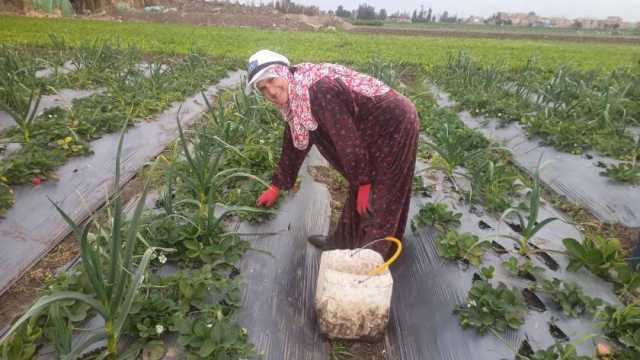 الذهب الأحمر.. فرحة المزارعين بحصاد الفراولة في المنوفية 