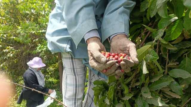 بعد نجاح زراعة البن في مصر.. بساتين القناطر رائدة الزراعات الاستوائية