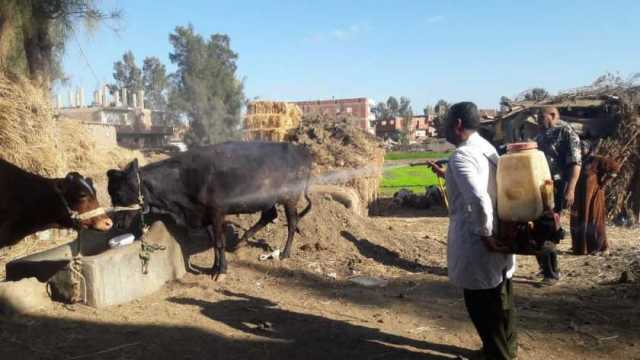 رش 1000 رأس ماشية وأغنام لمكافحة الطفيليات الخارجية في قرى الشرقية