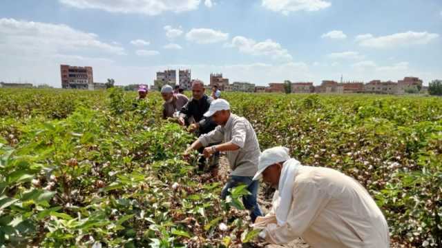 «تربية القطن»: إنتاجية فائقة للذهب الأبيض.. محصول الفرحة والبهجة للمزارع