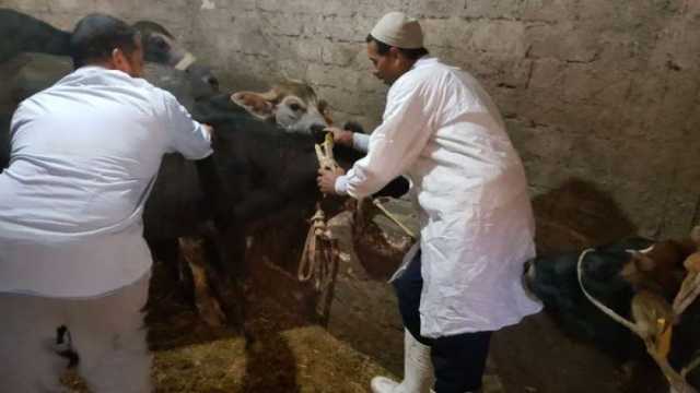 تحصين 71 ألف رأس ماشية ضد الحمى القلاعية والوادي المتصدع في بني سويف