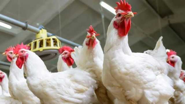 تحصين 47 ألفا و610 طيور ضد الأمراض الوبائية في كفر الشيخ