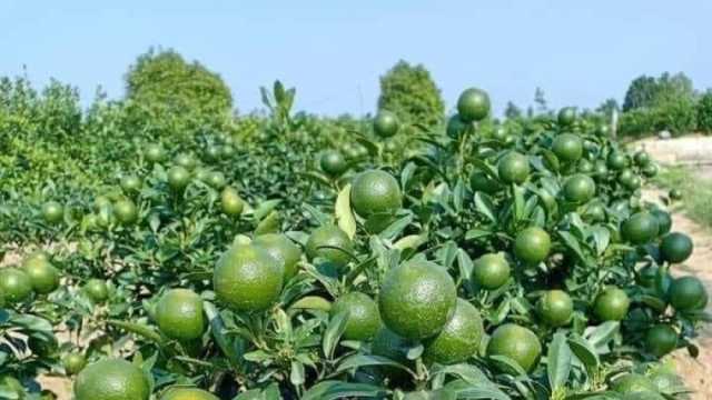 «إرشاد زراعي الإسكندرية» يقدم الطريقة الصحيحة لزراعة أشجار فاكهة الليمون