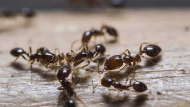 زيت سحري يقضي على النمل داخل منزلك في دقائق.. حل طبيعي ونتيجته مذهلة