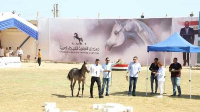 جوائز «مجسم لحصان جامح» ضمن مسابقة جمال الخيول العربية بالشرقية