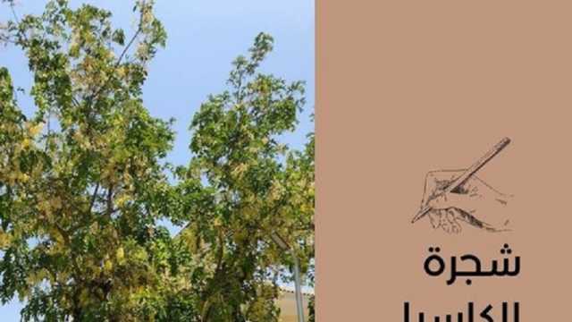 حي المعادي ينشر معلومات عن شجرة «الكاسيا فستيولا» المزروعة بالشوارع