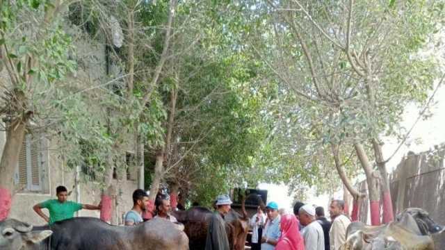 «بيطري كفر الشيخ»: تحصين 180 ألف رأس ماشية ضد الأمراض المعدية