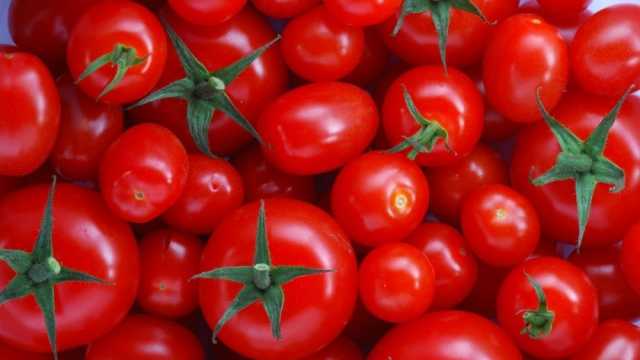 انخفاض أسعار الطماطم اليوم في الأسواق بسبب العروة الشتوية