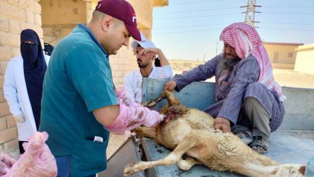 «بيطري مطروح» تنظم قافلة للكشف على أغنام البرقي بالضبعة ضمن «حياة كريمة»