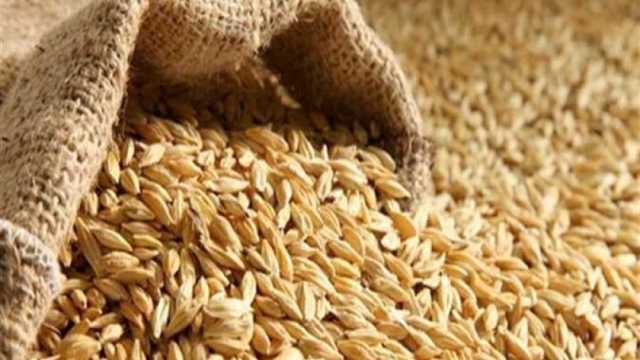 تراجع كبير في أسعار الأرز الشعير اليوم الخميس 16-11-2023