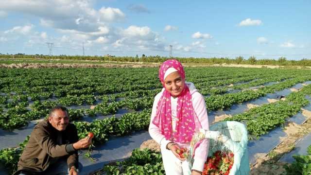 أرباح 800 ألف للفدان.. بشائر محصول الفراولة تسعد أهالي كفر الشيخ