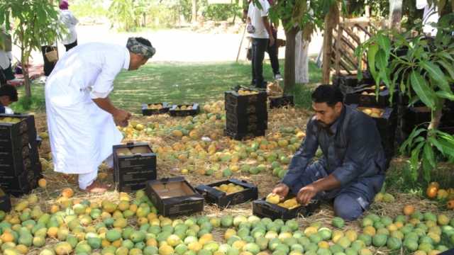 أسعار المانجو في الأسواق اليوم الأربعاء 14-8-2024