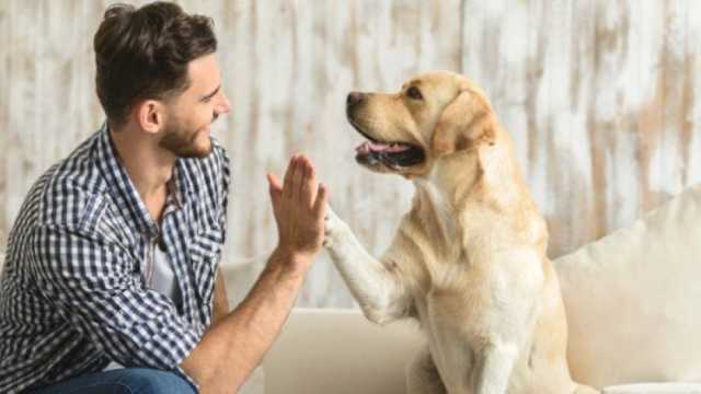 تربية الكلاب في المنزل حلال أم حرام؟.. عالم بالأزهر يجيب