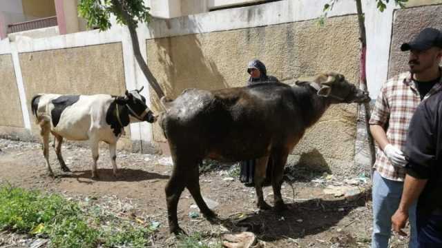 الكشف على 1213 رأس ماشية في قافلة بيطرية بكفر الشيخ